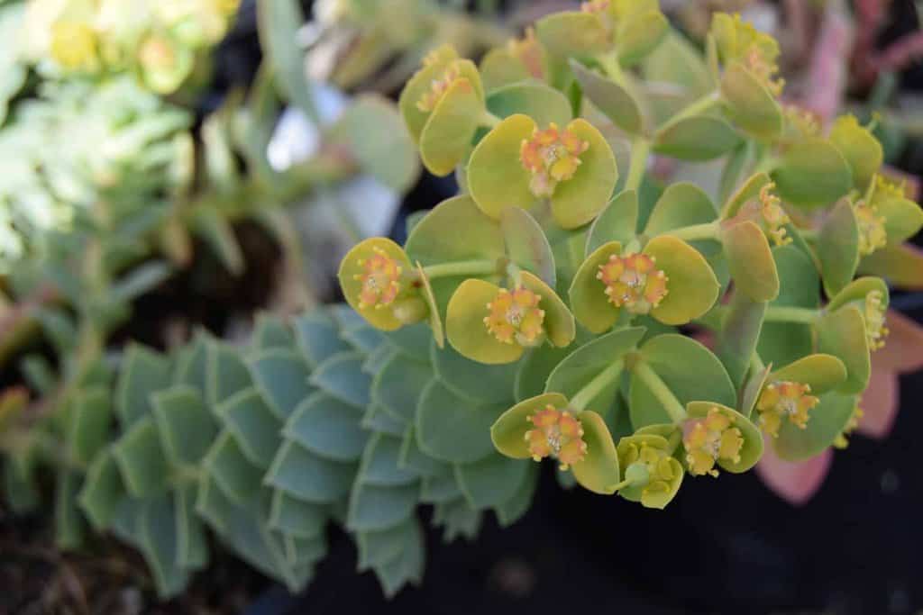 Euphorbia myrsinites ---